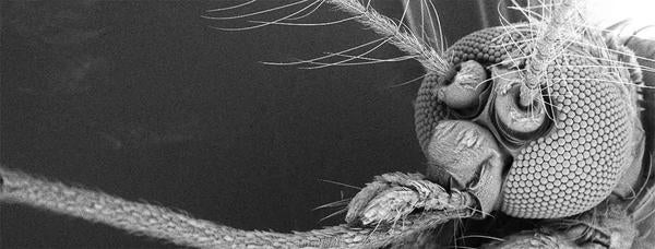 aedes